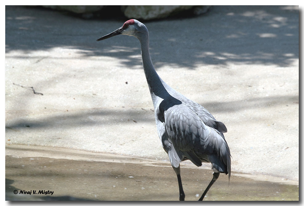 Sandhill Crane