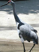 Sandhill Crane