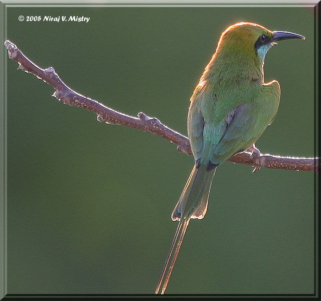 Green Bee-eater