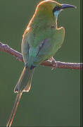 Green Bee-eater