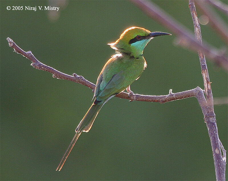 Green Bee-eater