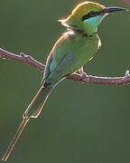 Asian Green Bee-eater