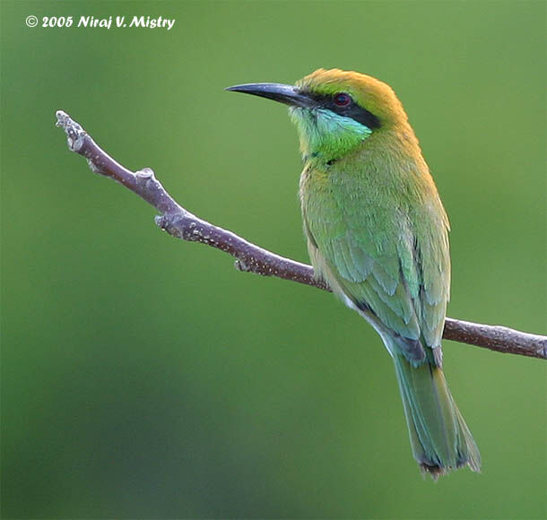 Asian Green Bee-eater