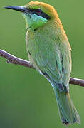 Green Bee-eater