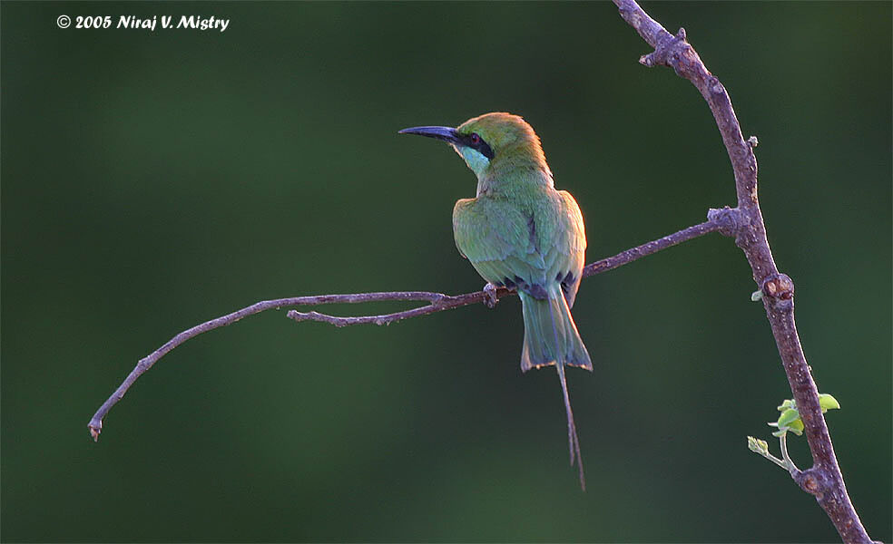 Green Bee-eater