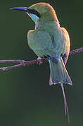 Green Bee-eater