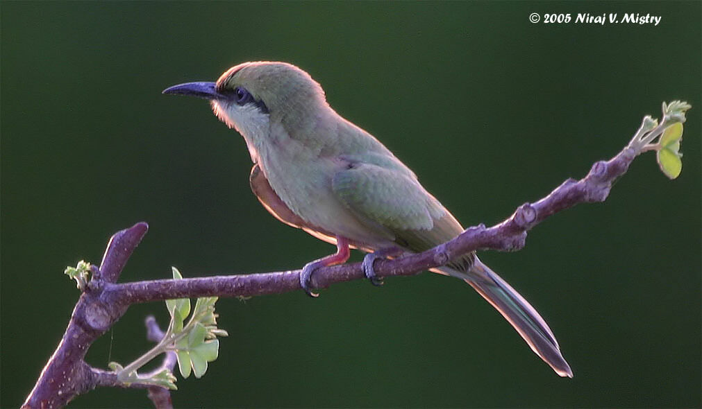 Green Bee-eater