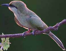 Asian Green Bee-eater