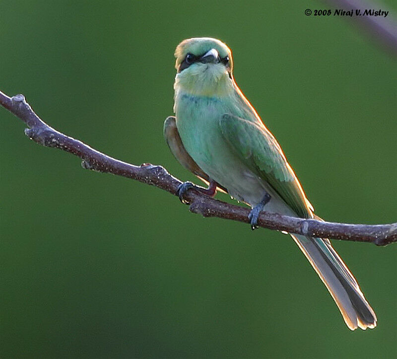 Green Bee-eater