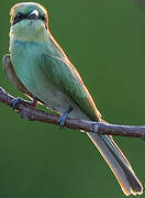 Green Bee-eater