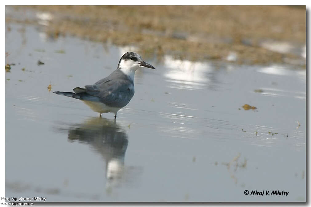 Guifette moustacadulte internuptial, identification