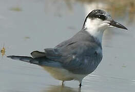 Whiskered Tern