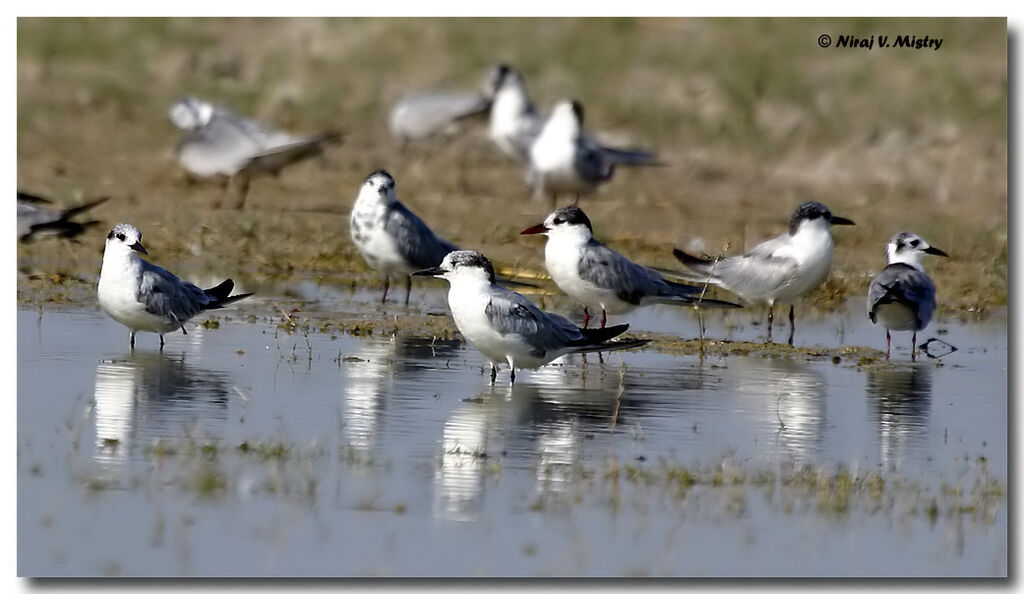 Whiskered Tern