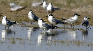 Whiskered Tern