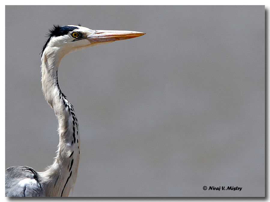 Grey Heron