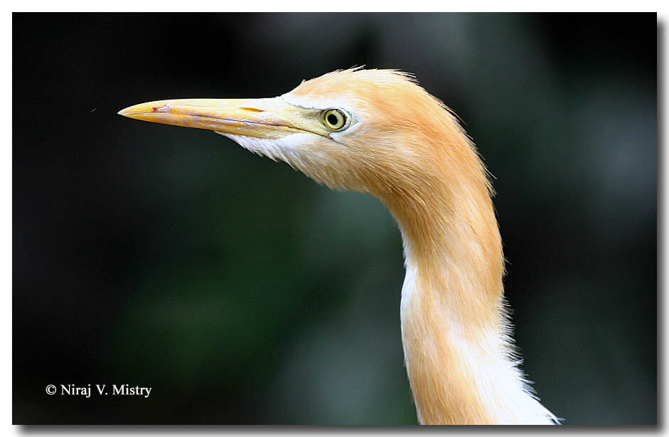 Western Cattle Egret