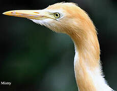 Western Cattle Egret