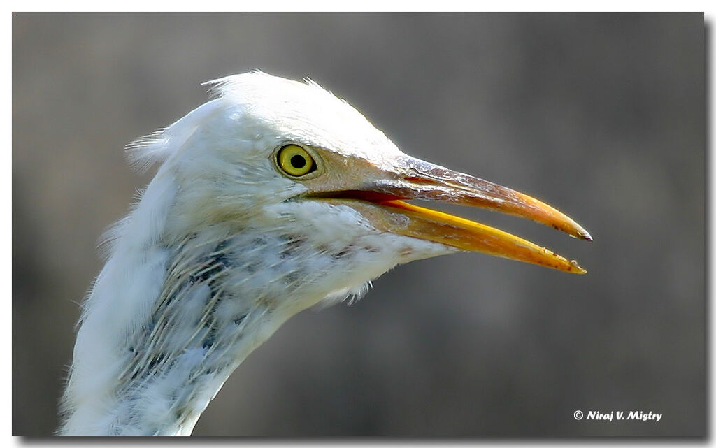 Western Cattle Egret