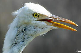 Western Cattle Egret