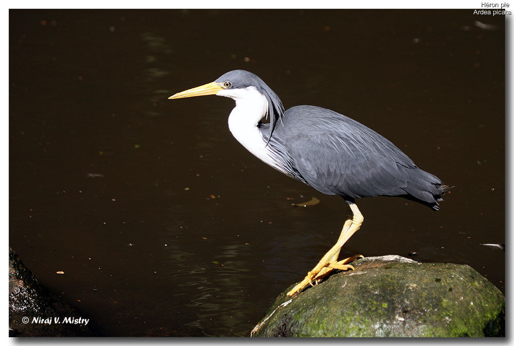 Pied Heron