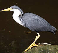 Pied Heron