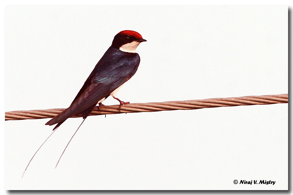 Wire-tailed Swallow