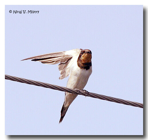 Barn Swallow