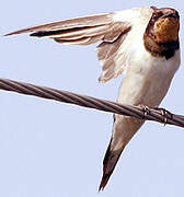 Barn Swallow