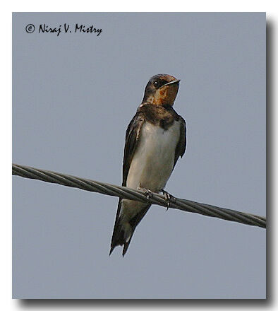Barn Swallow, identification