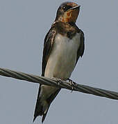 Barn Swallow