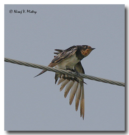 Barn Swallow