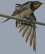 Barn Swallow