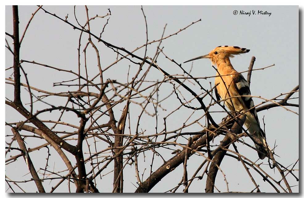 Eurasian Hoopoe