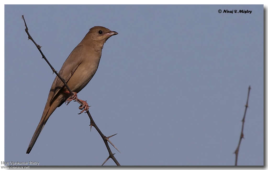 Grey Hypocolius female, identification