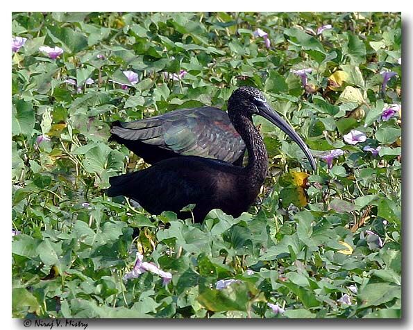 Glossy Ibis