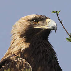 Aigle impérial