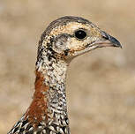 Francolin noir