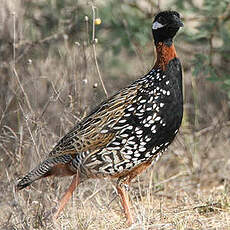 Francolin noir