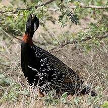 Francolin noir