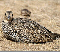 Francolin noir