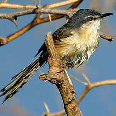 Prinia cendrée