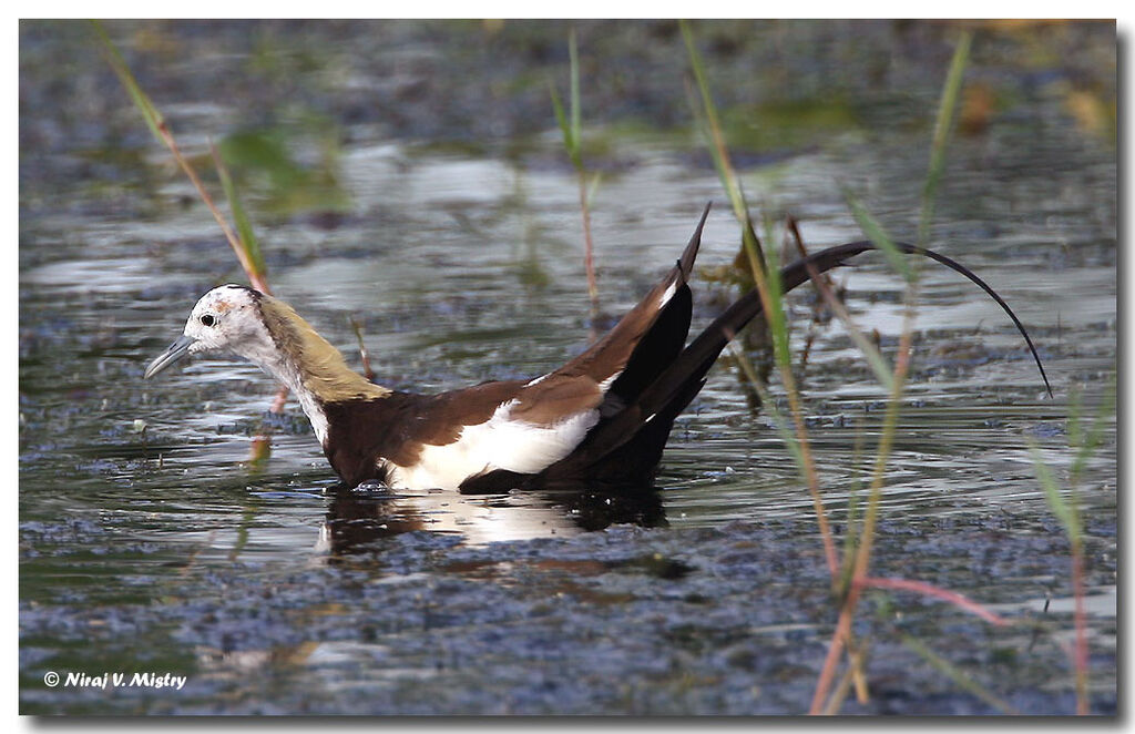 Jacana à longue queue