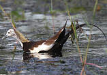 Jacana à longue queue