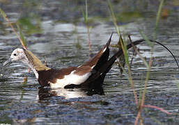 Jacana à longue queue