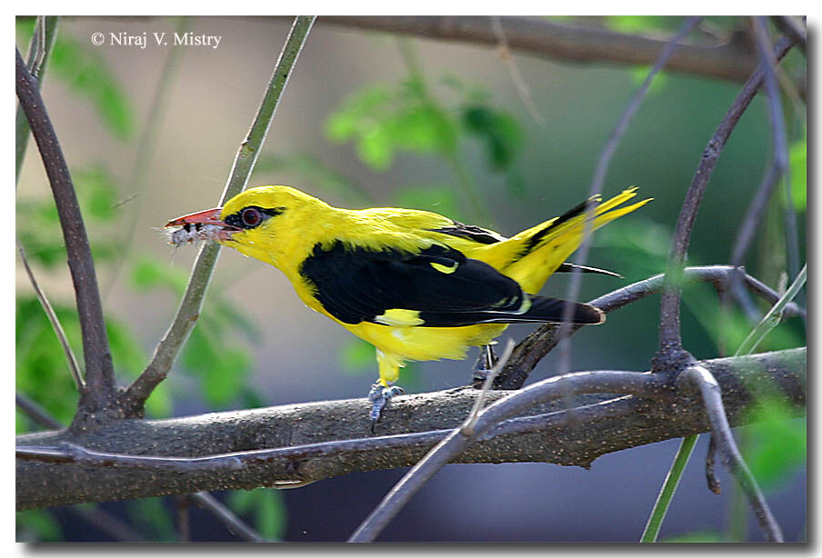 Indian Golden Oriole