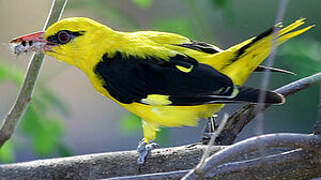 Indian Golden Oriole