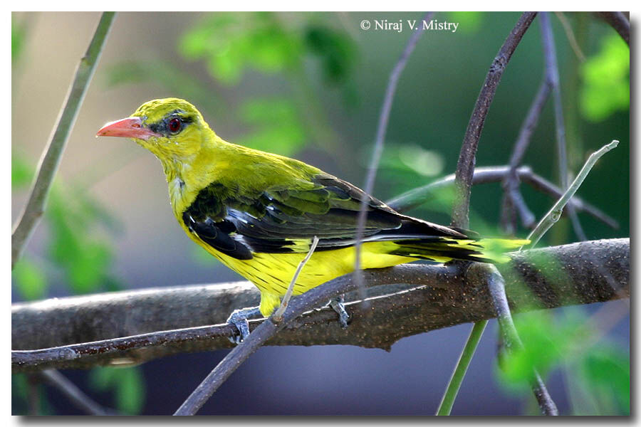 Indian Golden Oriole