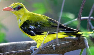 Indian Golden Oriole