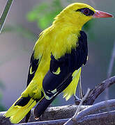 Indian Golden Oriole