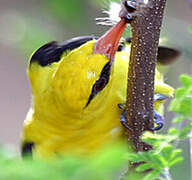 Indian Golden Oriole